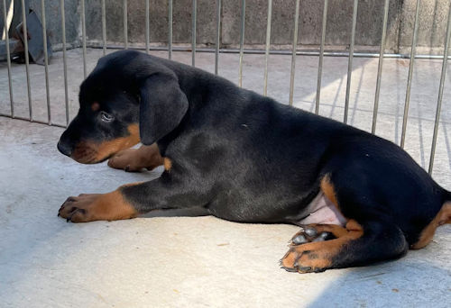 ドーベルマン　ブリーダー　ヨーロピアンタイプ