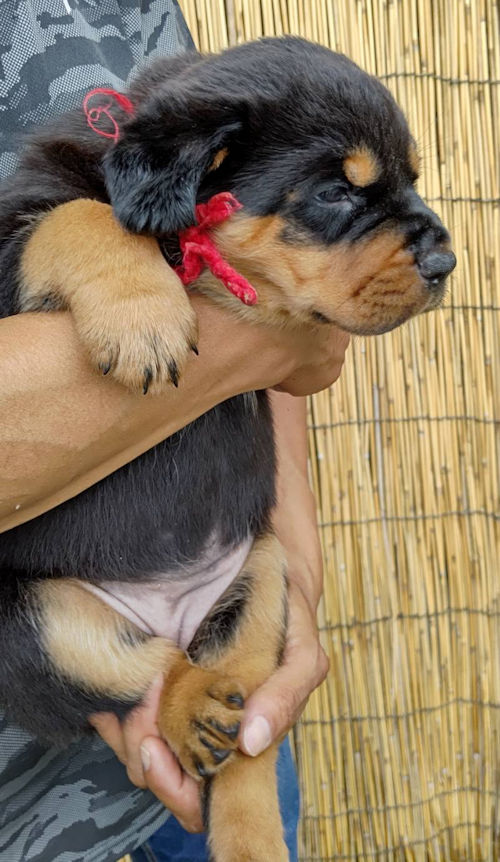 ロットワイラー　ブリーダー　パピー