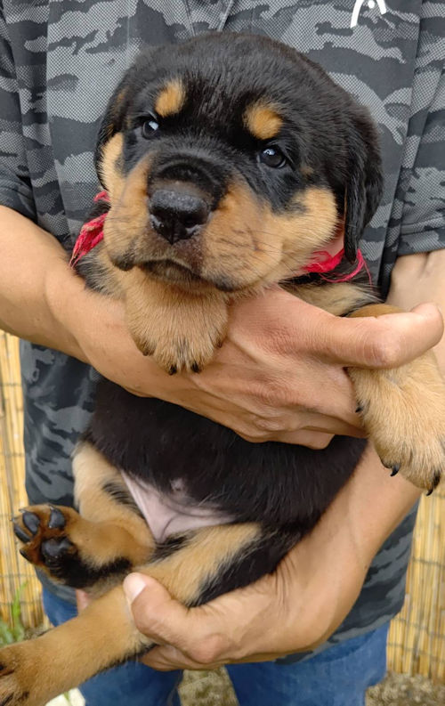 ロットワイラー　ペットショップ　神奈川
