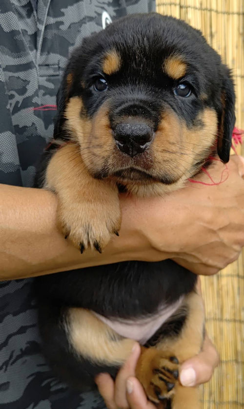 ロットワイラー　画像　仔犬