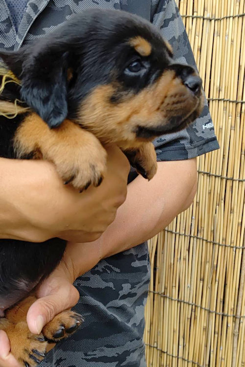 ロットワイラー　訓練　トレーニング