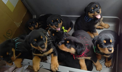 ロットワイラー　子犬　社会化