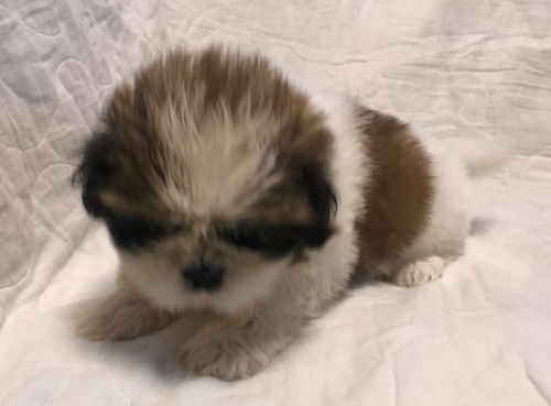 シーズー　ブリーダー　関東