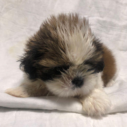 シーズー　犬　画像