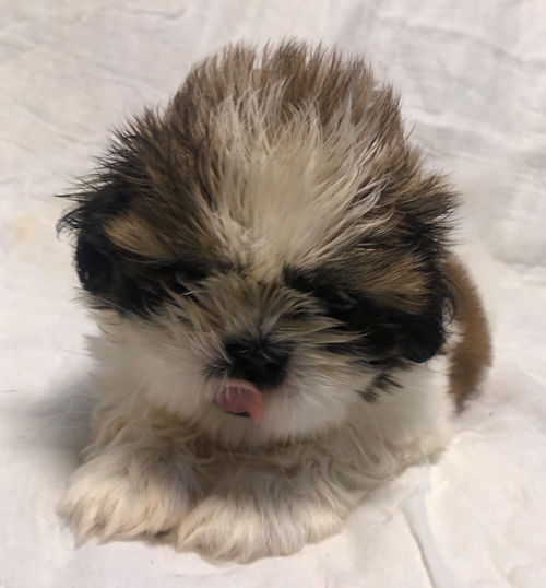 シーズー　子犬　相場