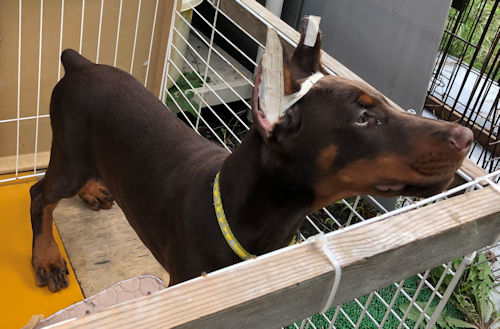 ドーベルマン　断耳済み　子犬販売