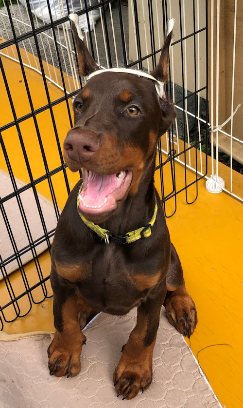 ドーベルマン　断耳　子犬