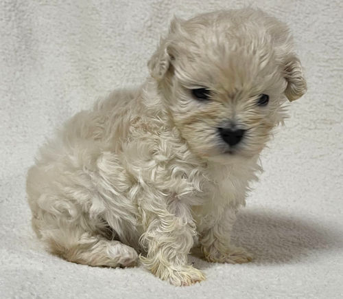 マルプー　赤ちゃん　販売