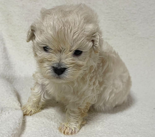 マルプー　クリーム色　かわいい