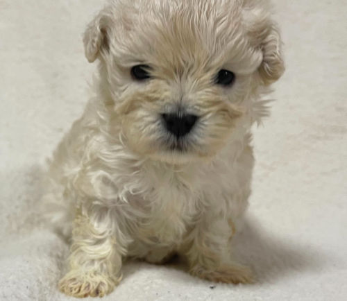 マルプー　直販　仔犬