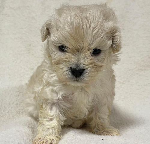 マルプー　犬舎　茨城