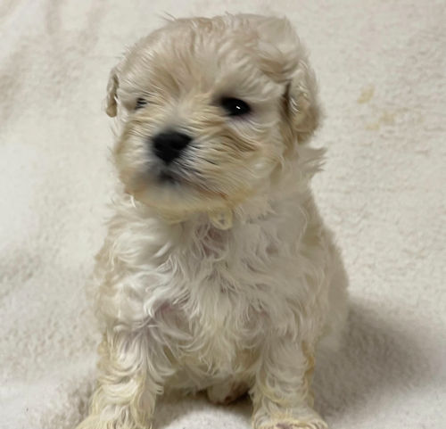 マルプー　インスタ　子犬