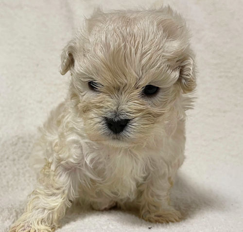 マルプー　ハーフ犬　子犬販売