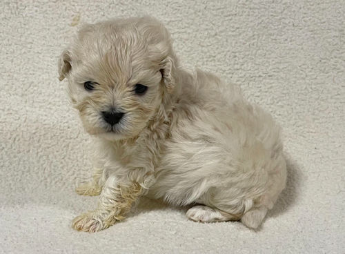 マルプー　クリーム系　かわいい