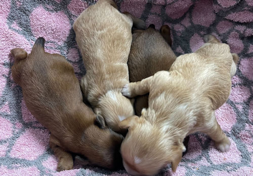 パピヨン　トイプードル　ミックス犬