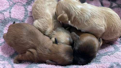 パピプー　子犬　ブリーダー