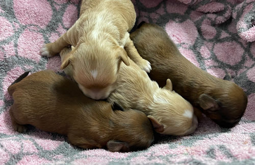 パピプー　子犬直販　ペットショップ