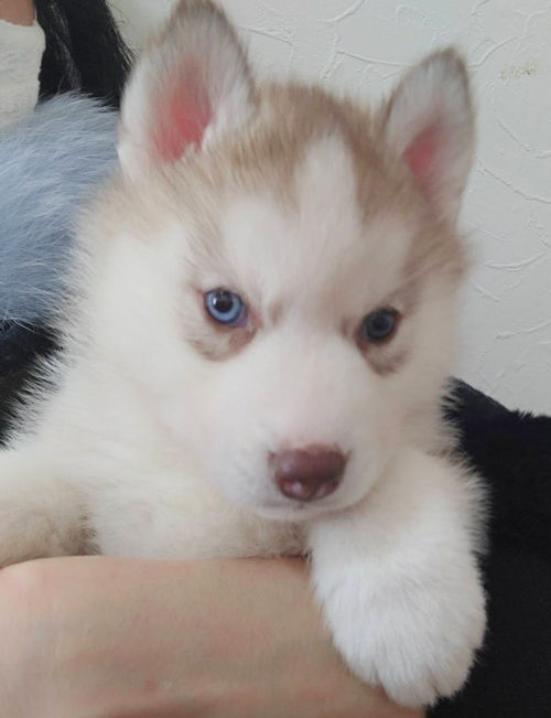 シベリアンハスキー 子犬直販 ペットショップ