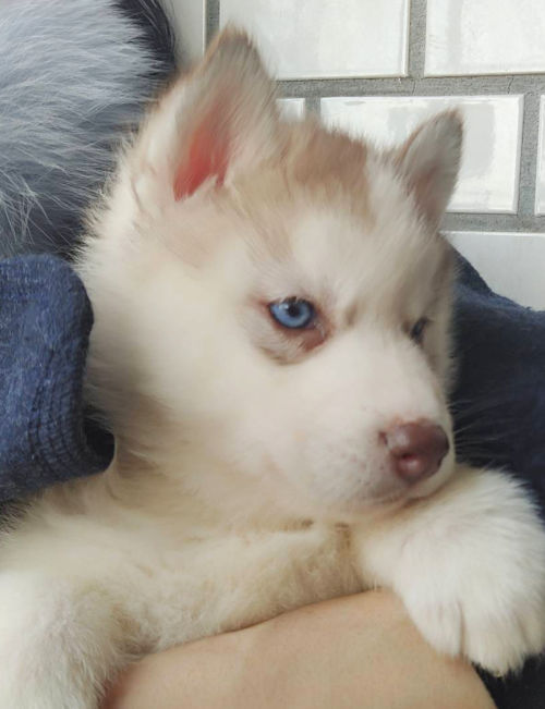 シベリアンハスキー ブリーダー 子犬画像