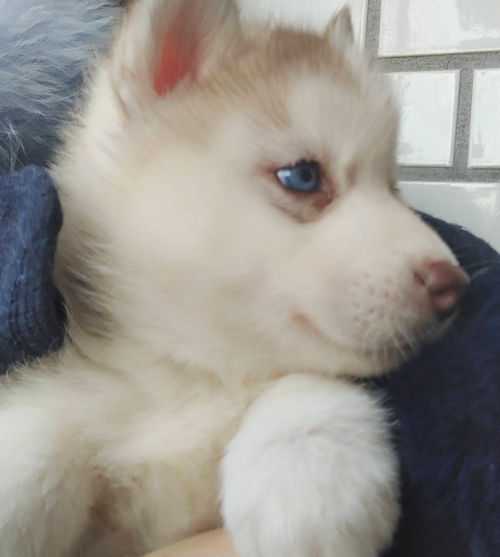 シベリアンハスキー 子犬 画像