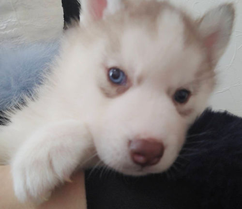 シベリアンハスキー ブリーダー 埼玉