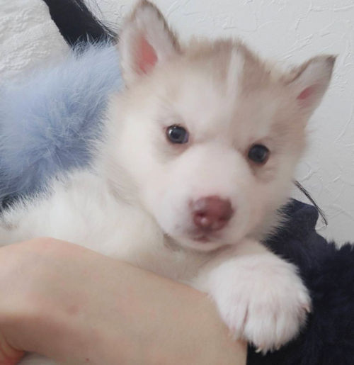 シベリアンハスキー　子犬画像　ブリーダー