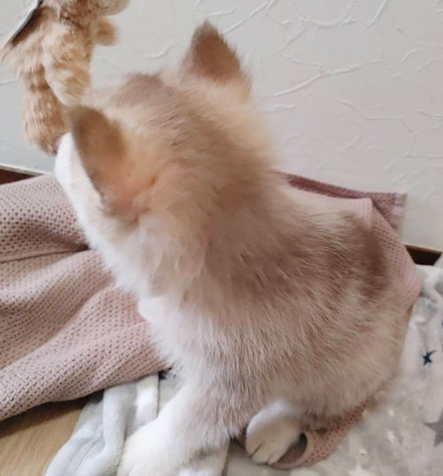 シベリアンハスキー　チョビ　子犬