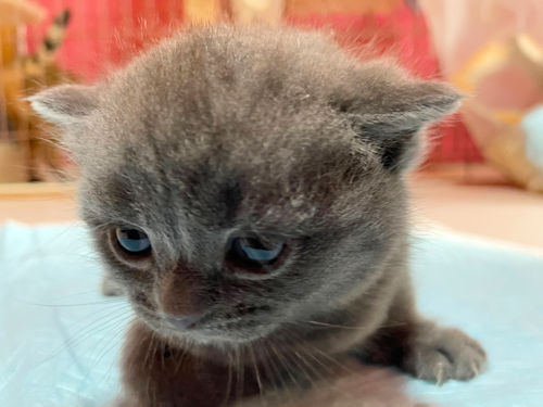 ブリティッシュショートヘア 静岡県 ブリーダー