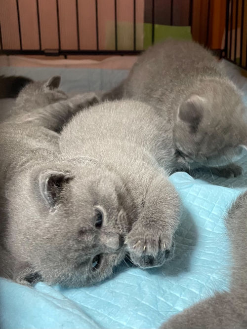 ブリティッシュショートヘア 子猫 販売