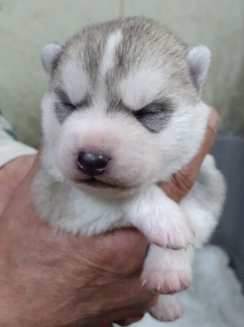 シベリアンハスキー　犬舎　販売