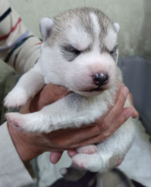 シベリアンハスキー　大型犬　飼いたい　