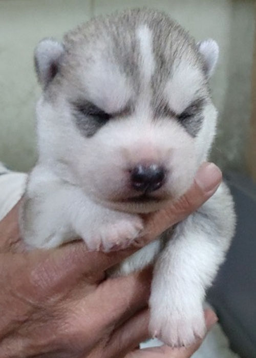 シベリアンハスキー　インスタ　動画