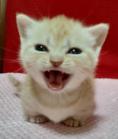munchkin　kitten　kitty