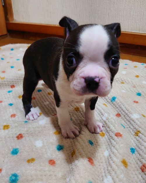 ボストンテリア　女の子　性格