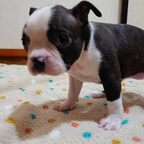 ボストンテリア　子犬　写真