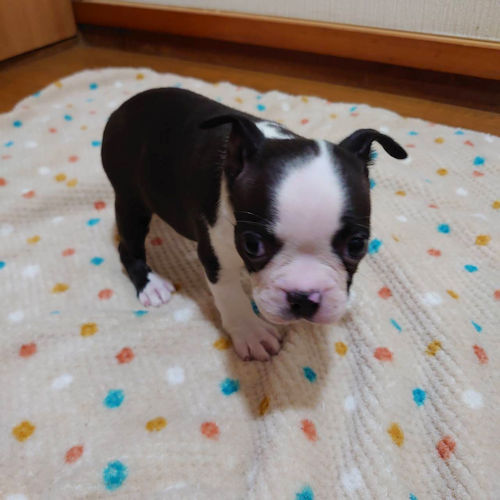 ボストンテリア　ブリーダー　関東