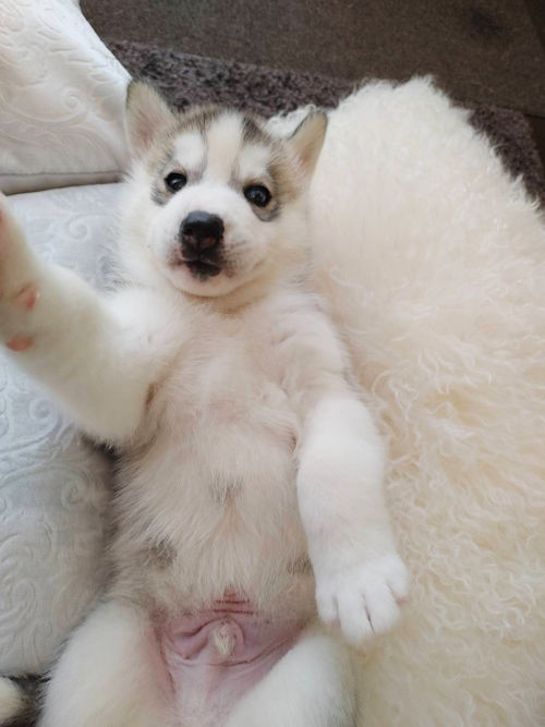 シベリアンハスキー バイアイ こいぬ