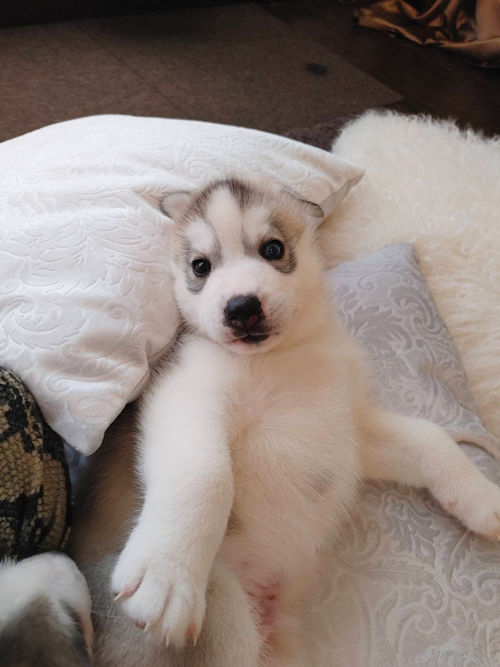 シベリアンハスキー ペットショップ 関東