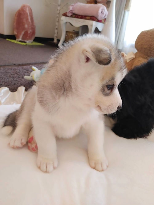 シベリアンハスキー 目の色 ブリーダー直販