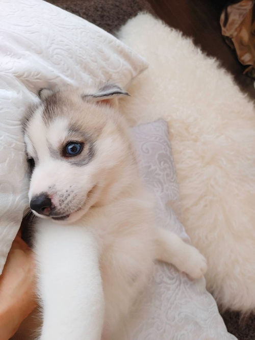 シベリアンハスキー オッドアイ バイアイ