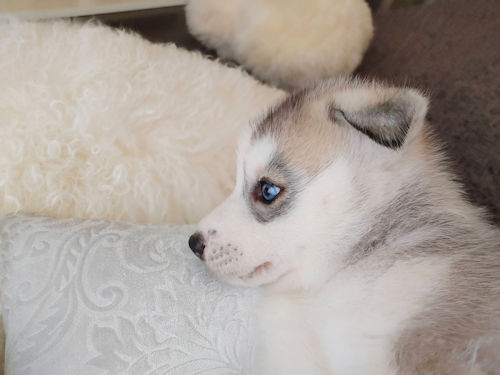 シベリアンハスキー ブリーダー直販 子犬販売