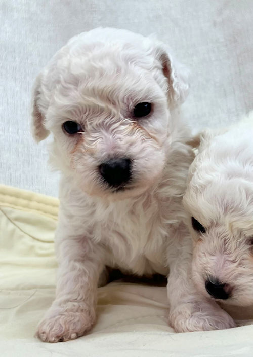 ビションフリーゼ　小型犬　子犬販売