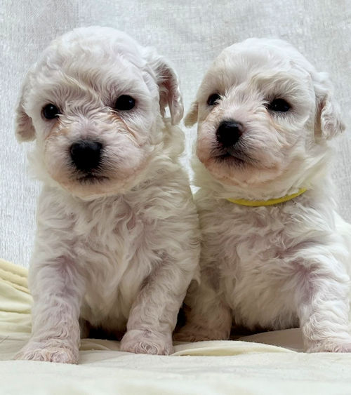 ビションフリーゼ　ブリーダー直販　子犬販売