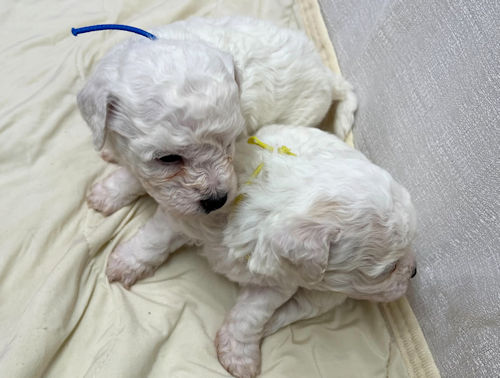 ビションフリーゼ　人気犬種　アフロ