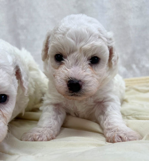 ビションフリーゼ　もこもこ　子犬
