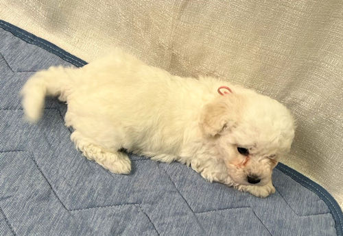 ビションフリーゼ　アフロ　かわいい