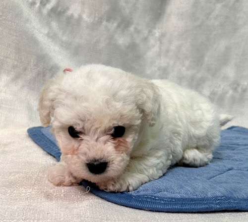 ビションフリーゼ　子犬　写真