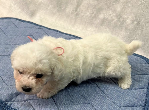ビションフリーゼ　子犬　飼いたい