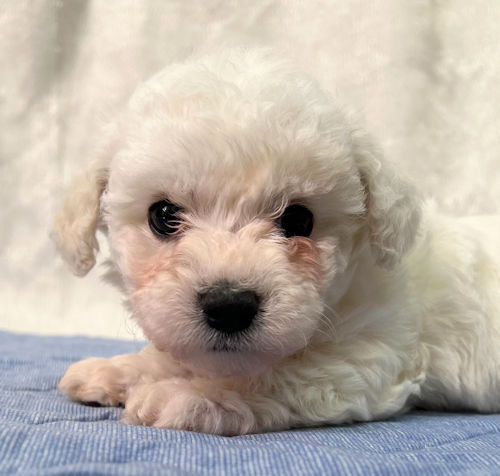 ビションフリーゼ　可愛い　赤ちゃん