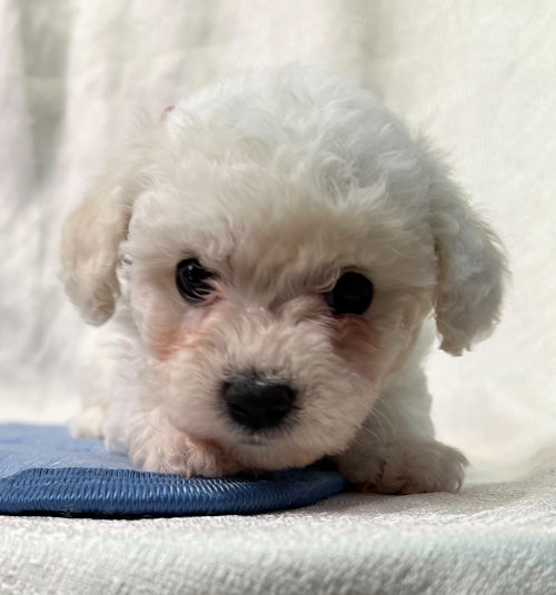 ビションフリーゼ　子犬　ご家族募集中